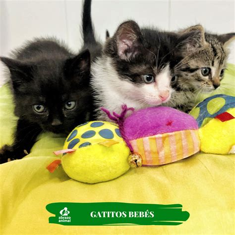 regalo gatitos|Gatitos Bebés .